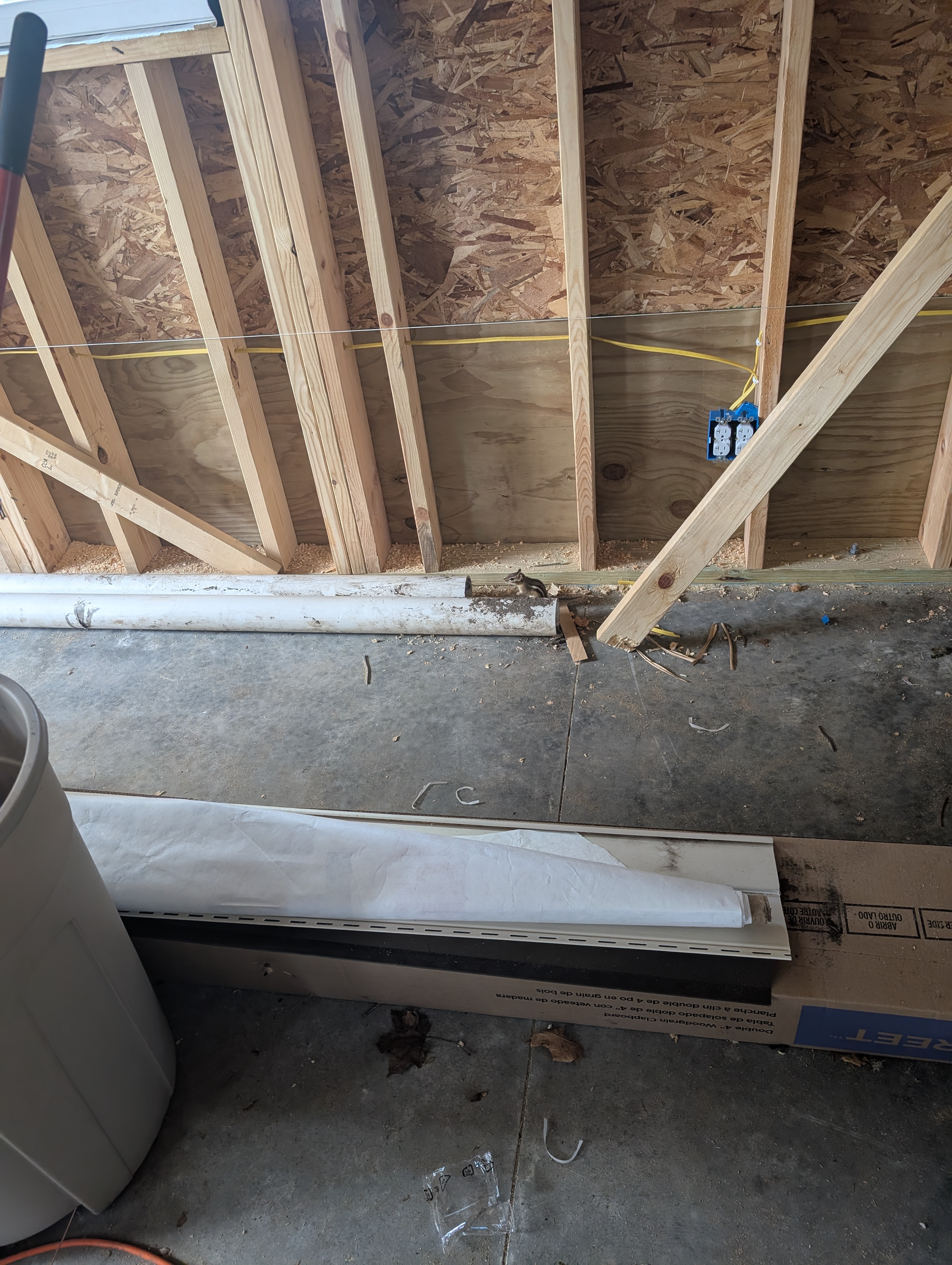 Chipmunk visiting the garage, exploring the PVC pipes staged along the wall