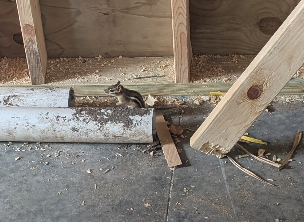 Zoomed crop of the same photo showing the striped chipmunk perched at the open end of the PVC pipe